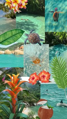 a collage of tropical scenes with flowers, plants and animals in the ocean water