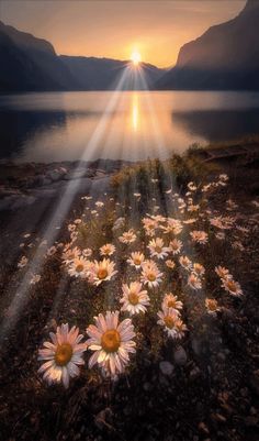 the sun is shining down on some daisies in front of a body of water