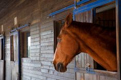 a brown horse sticking its head out of a stable door with blue bars on the windows