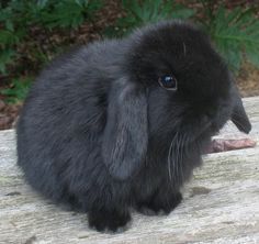 a small black rabbit sitting on top of a wooden bench