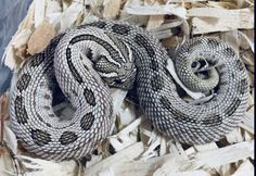 two snakes are curled up together in a pile of shredded paper and wood shavings