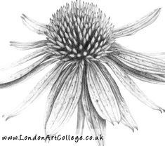 a black and white drawing of a flower