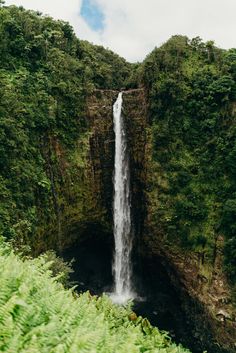 a large waterfall in the middle of a forest filled with lush green trees and bushes