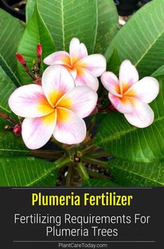 flowers with the words plumeria fertilizer for plumeria trees in front of them