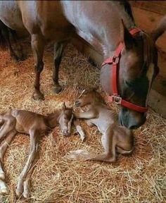 a horse and her foal are laying in the hay