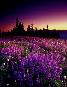 a field full of purple flowers with the sun setting in the distance behind them and trees