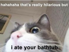 a cat looking up at the camera with caption that reads, i ate your bathtub