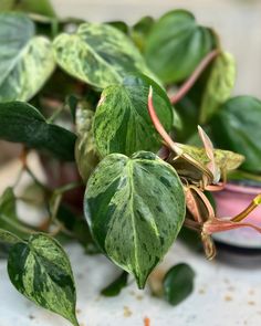 some green and white leaves are on the ground next to a pink vase with flowers in it