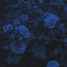 blue roses are growing in the dark, with green leaves on one side and purple flowers on the other