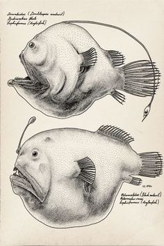 two fish are shown in black and white