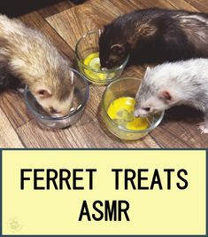 ferret treats asmr in small bowls on the floor with text overlay reading ferret treats asmr