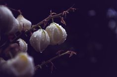 some white flowers with drops of water on them