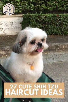 a small white dog sitting on top of a bag