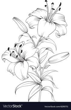 lilies in black and white on a white background