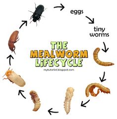 the melworn life cycle is shown in this graphic above it's image