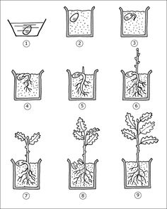 the diagram shows how to grow an oak tree with roots and leaves, as well as instructions