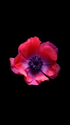 a red and purple flower on a black background