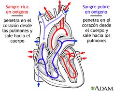 an image of the human heart