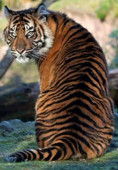 a large tiger sitting on top of a grass covered field next to a tree trunk