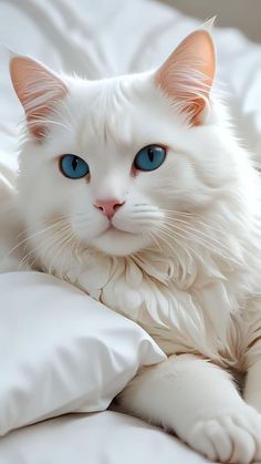 a white cat with blue eyes laying on a bed