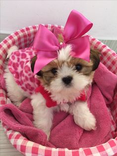 a small brown and white dog sitting in a pink basket