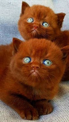 two brown kittens with blue eyes laying down