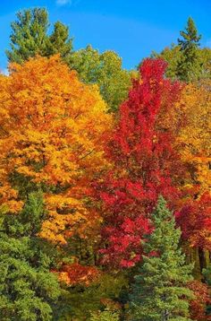 colorful trees in the fall with blue sky