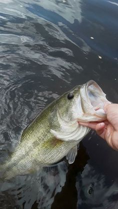 a person is holding a fish in the water