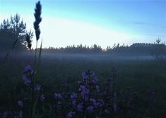 the sun is setting over a field with purple flowers and grass in the foreground