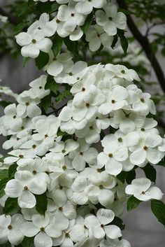 white dogwood flowers blooming in the rain