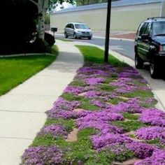 purple flowers are growing on the sidewalk next to cars