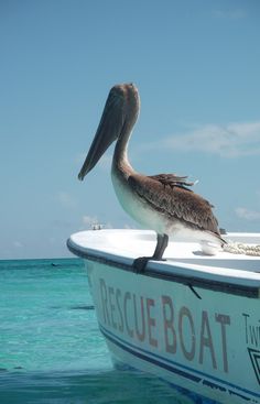 a pelican sitting on top of a boat in the ocean