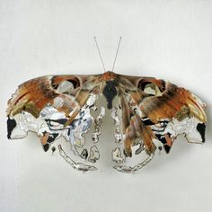 a large moth sitting on top of a white wall