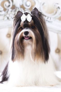 a brown and white dog with a bow in its hair