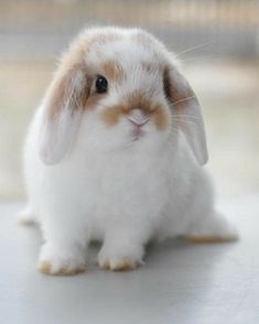 a small white and brown rabbit sitting on top of a table