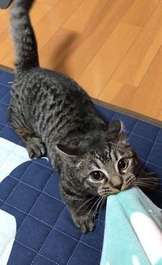 a cat standing on top of a blue mat next to a stuffed animal elephant toy