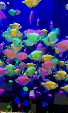 an aquarium filled with lots of different colored fish