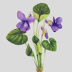 a painting of purple flowers and green leaves on a white background with watercolor pencils