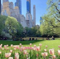 pink tulips are in the foreground and people sitting on benches in the background