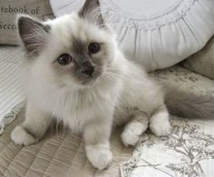 a white and gray cat sitting on top of a bed next to a pillow in a room