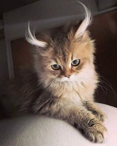 a cat with long hair sitting on top of a white cushion and looking at the camera