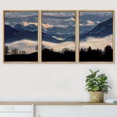 three framed pictures hanging on the wall above a dresser with a potted plant in front of it