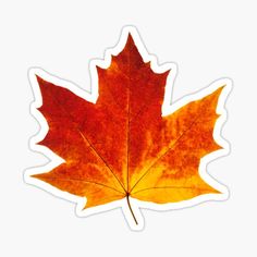 an orange and yellow maple leaf sticker on a white backgrounge background