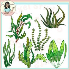 an image of sea plants and algaes