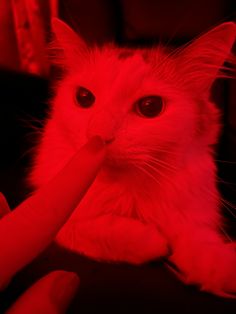 a cat is being petted by someone's hand with red light in the background