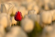 a single red tulip stands out among the white ones