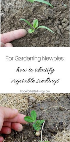 someone is planting seedlings in the ground with text overlay that reads for gardening newbies