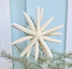 a white starfish ornament hanging from a tree