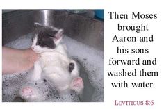 a cat that is sitting in a sink with water on it's side and the words, then mosss brought aaron and his sons forward and forward and washed them with water