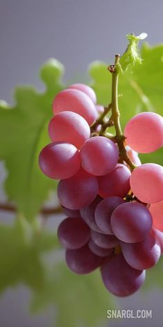 some red grapes hanging from a green leafy branch